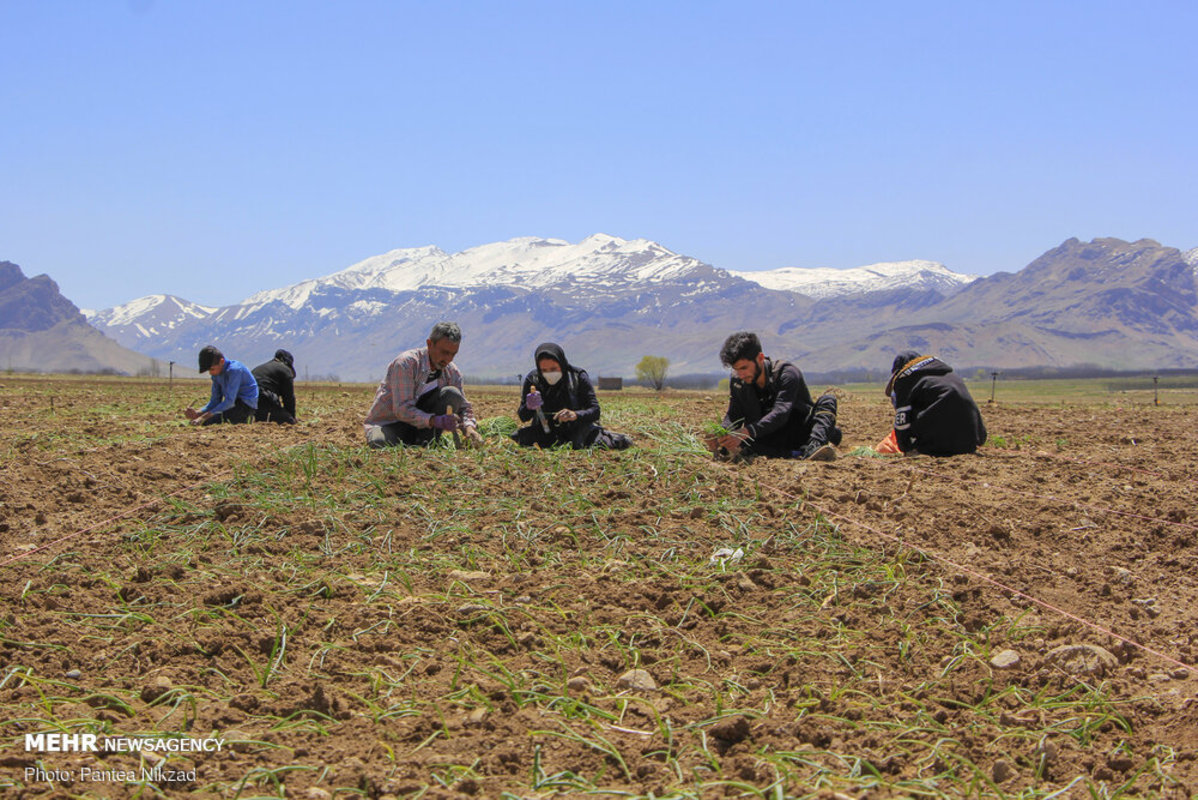 کشت بهاره پیاز