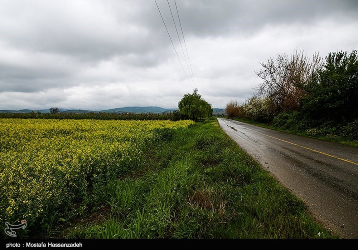  مزارع کلزا در روستاهای غرب گرگان 