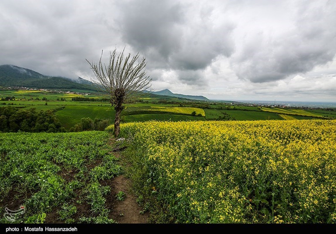  مزارع کلزا در روستاهای غرب گرگان 