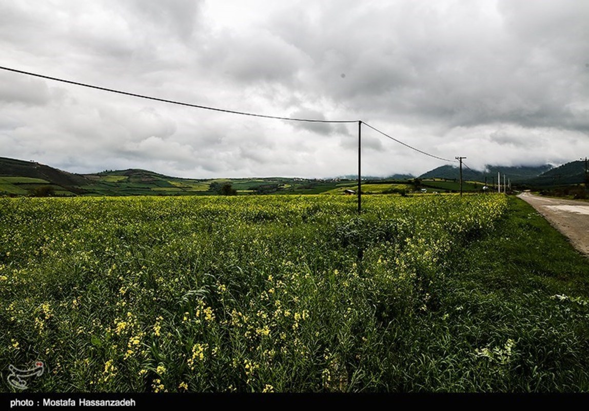  مزارع کلزا در روستاهای غرب گرگان 