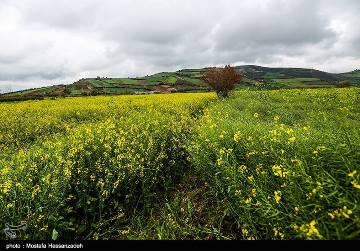  مزارع کلزا در روستاهای غرب گرگان 