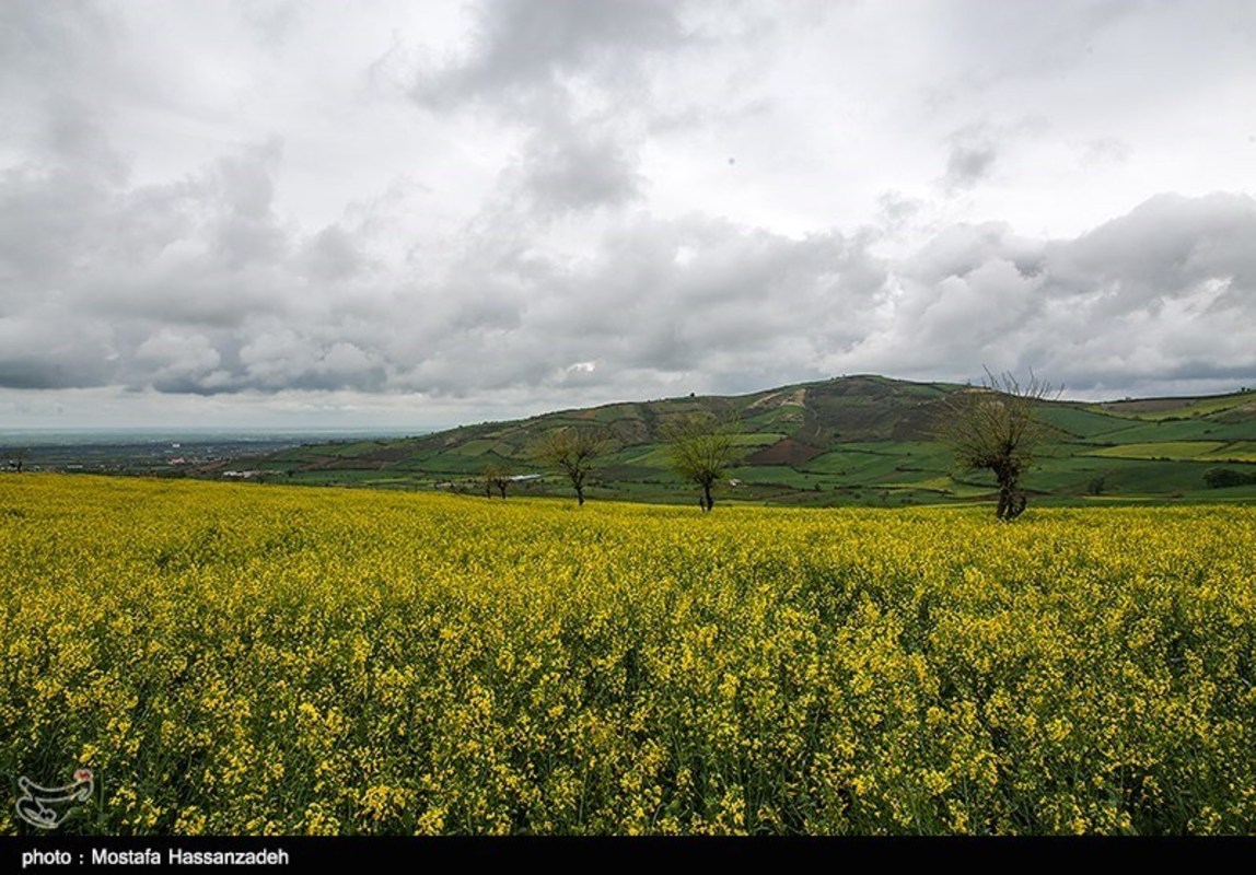  مزارع کلزا در روستاهای غرب گرگان 