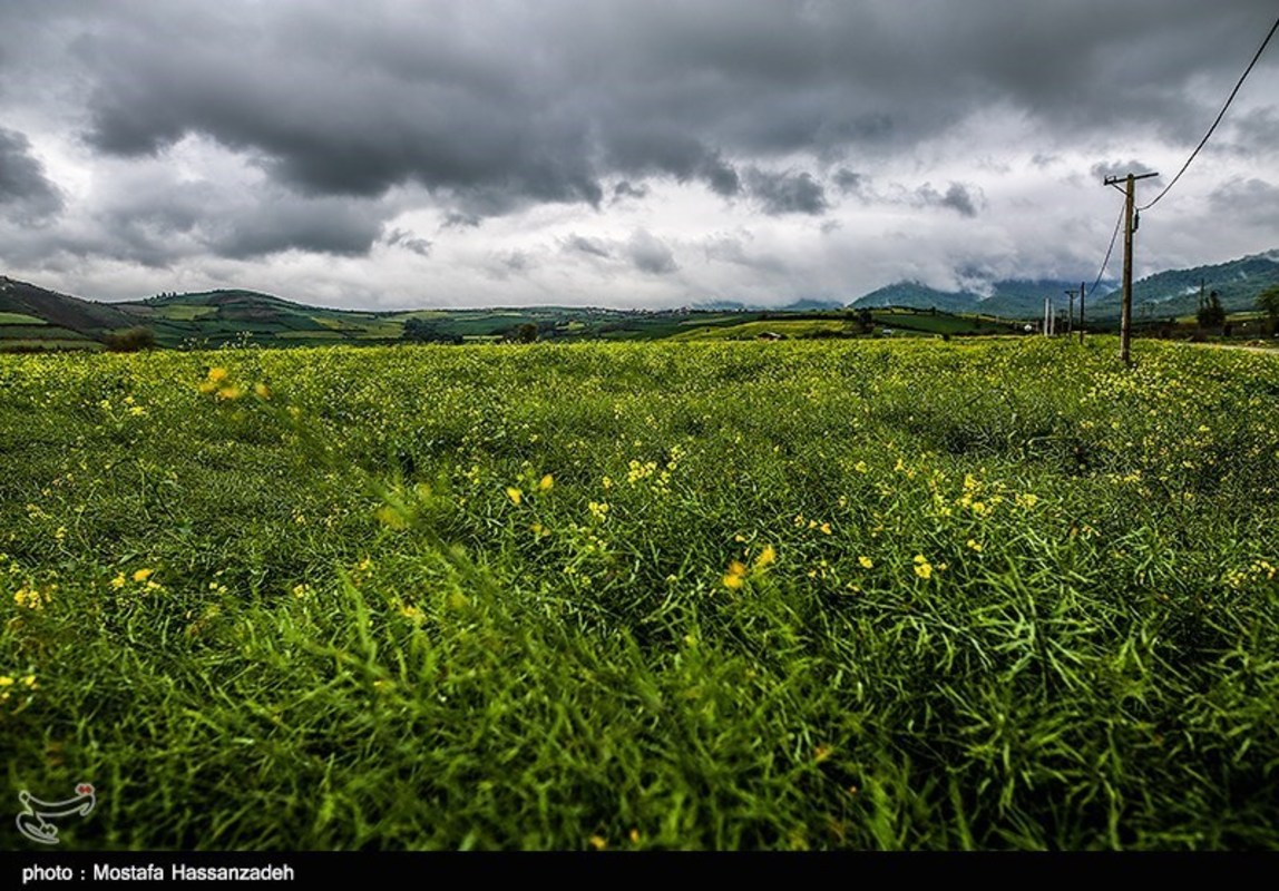  مزارع کلزا در روستاهای غرب گرگان 