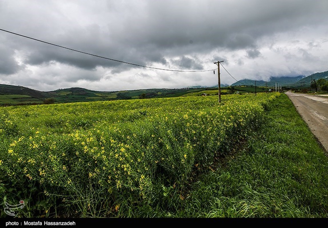  مزارع کلزا در روستاهای غرب گرگان 