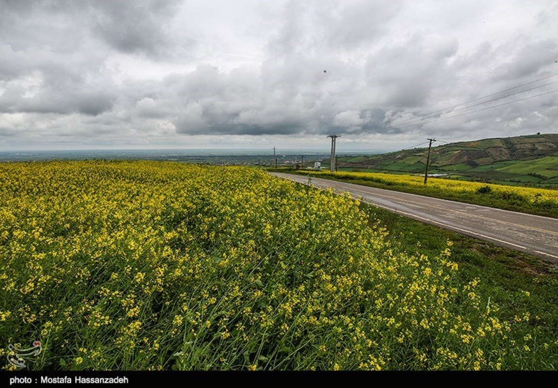  مزارع کلزا در روستاهای غرب گرگان 