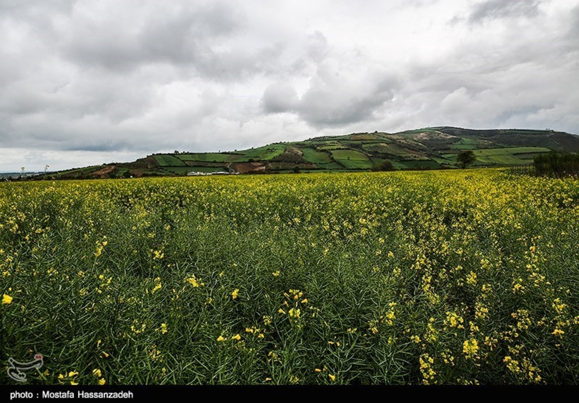  مزارع کلزا در روستاهای غرب گرگان 