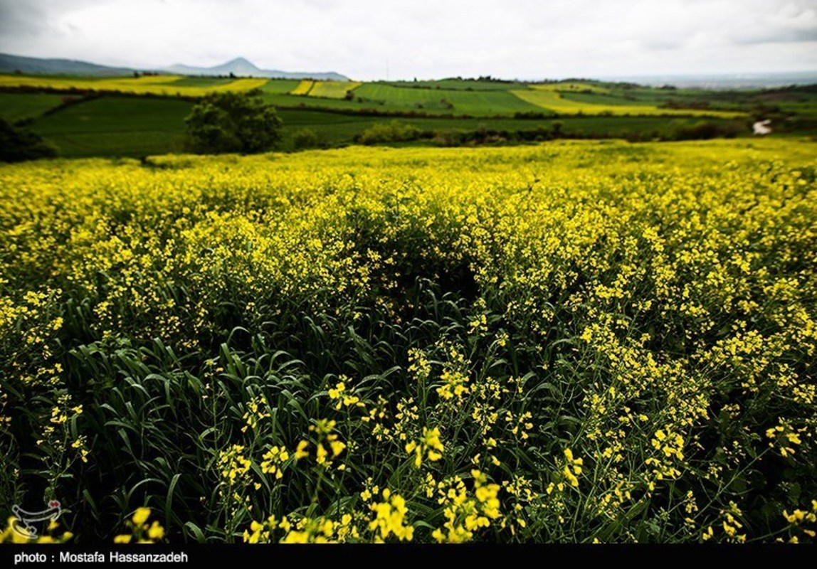  مزارع کلزا در روستاهای غرب گرگان 