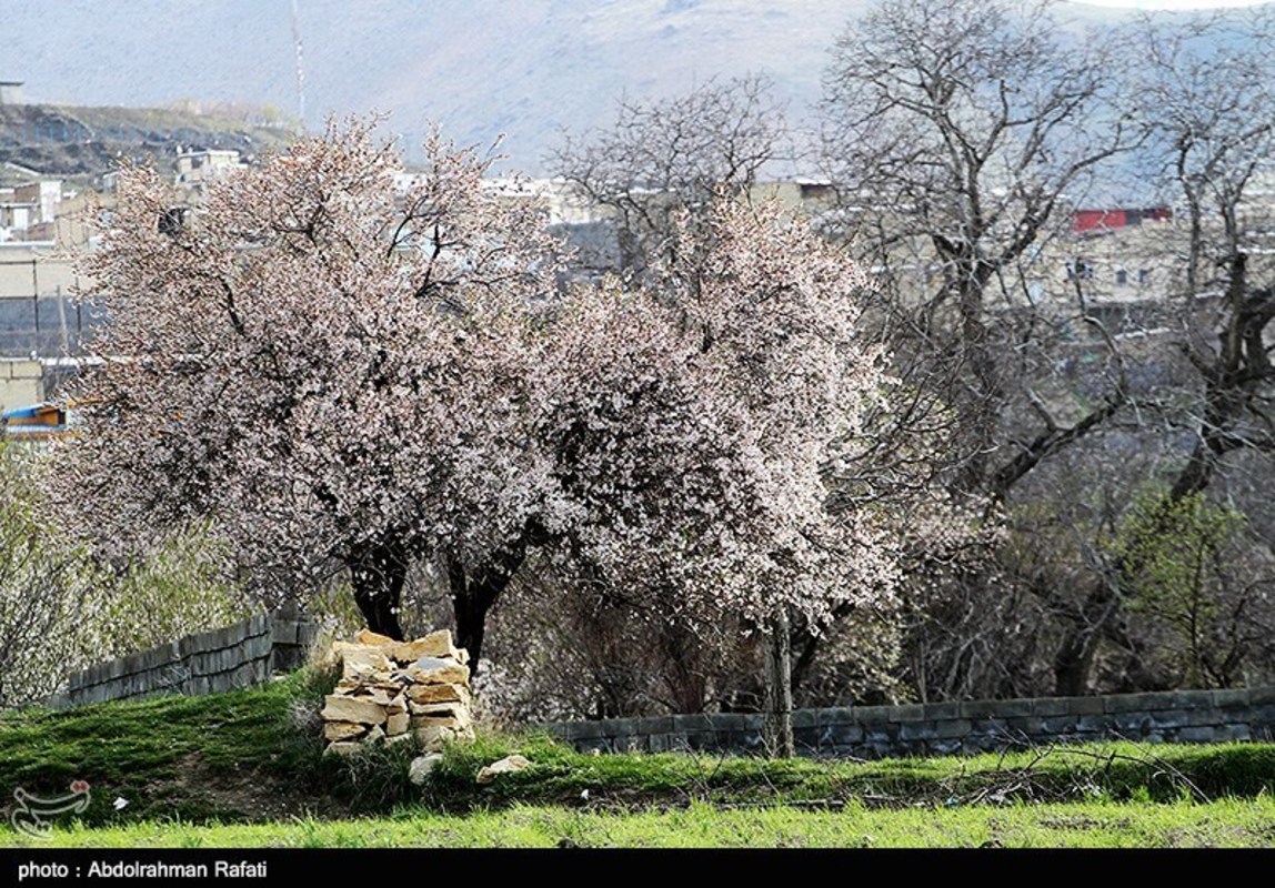  طبیعت بهاری همدان