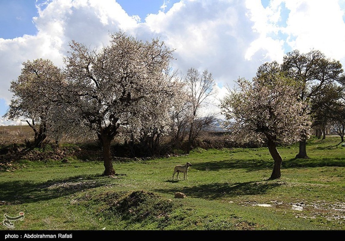  طبیعت بهاری همدان