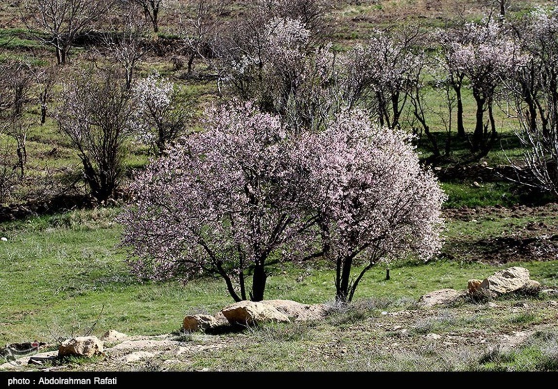  طبیعت بهاری همدان