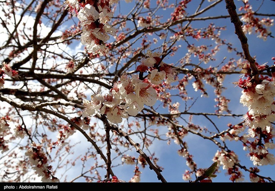  طبیعت بهاری همدان