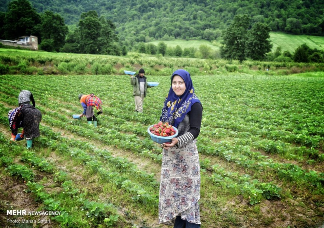 برداشت توت فرنگی در گلستان