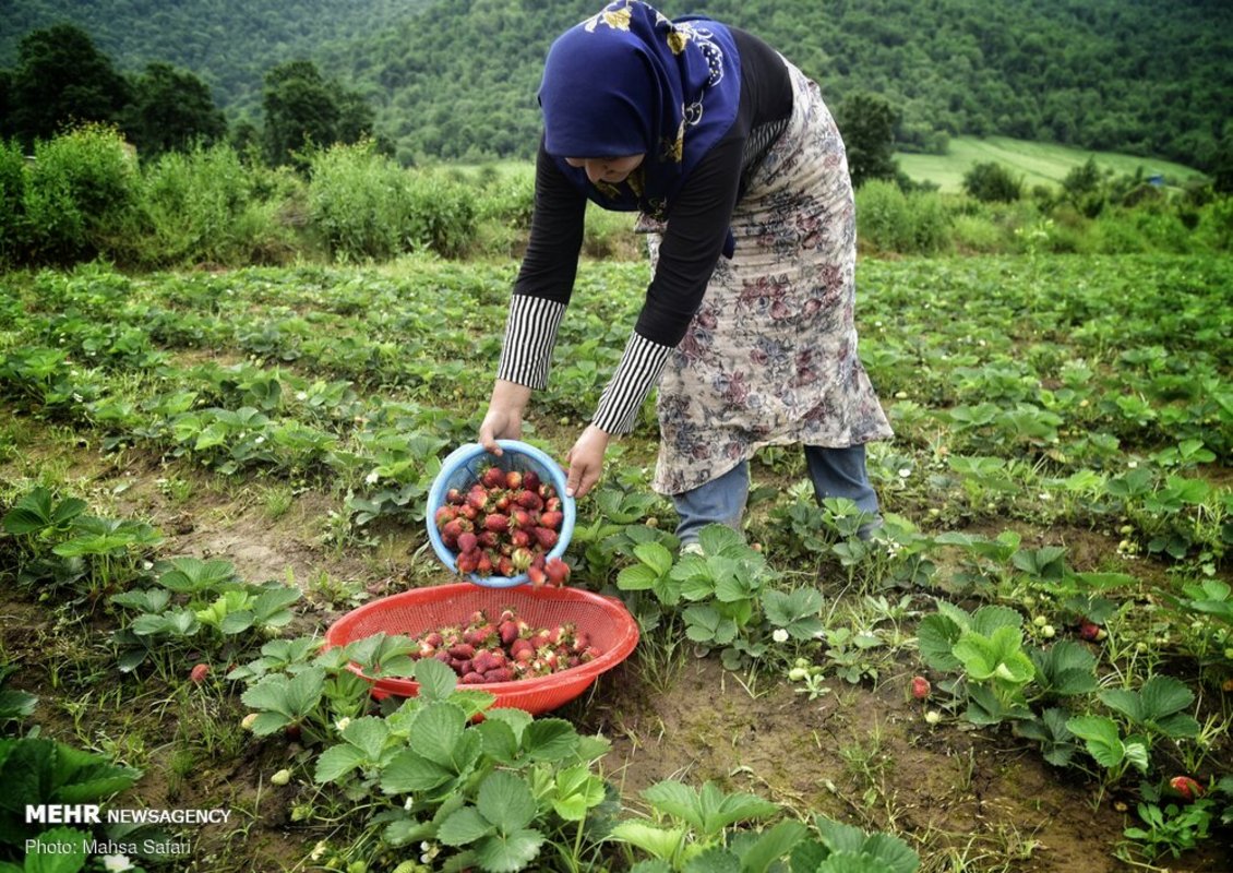 برداشت توت فرنگی در گلستان