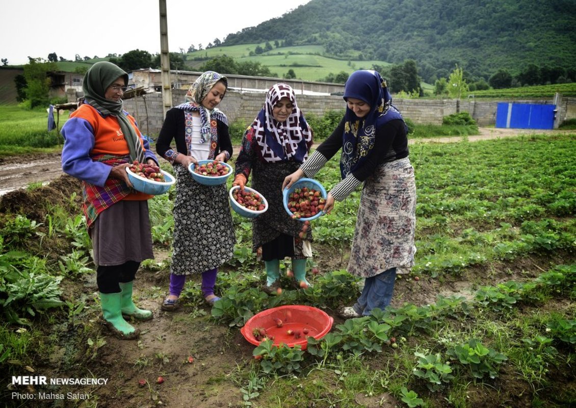 برداشت توت فرنگی در گلستان