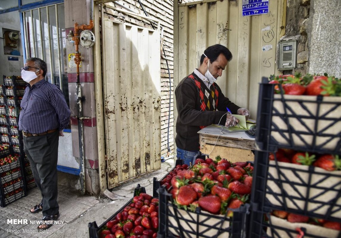 برداشت توت فرنگی در گلستان