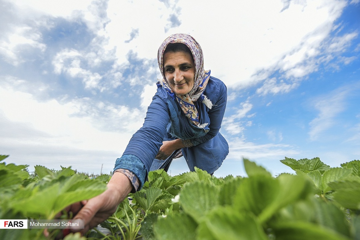 برداشت توت فرنگی در روستای روشندان