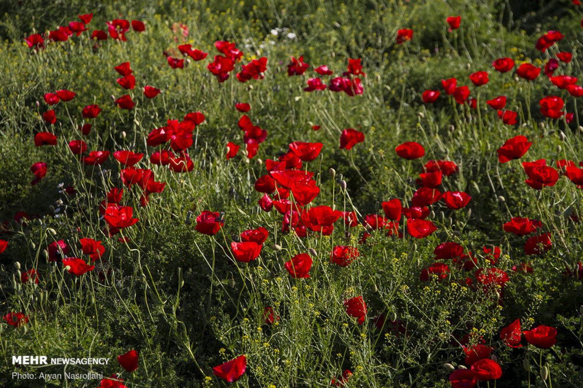 دشت گل لاله حسن آباد سنندج