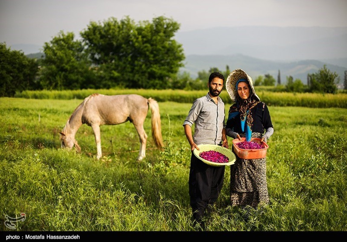 برداشت گل گاوزبان در گرگان