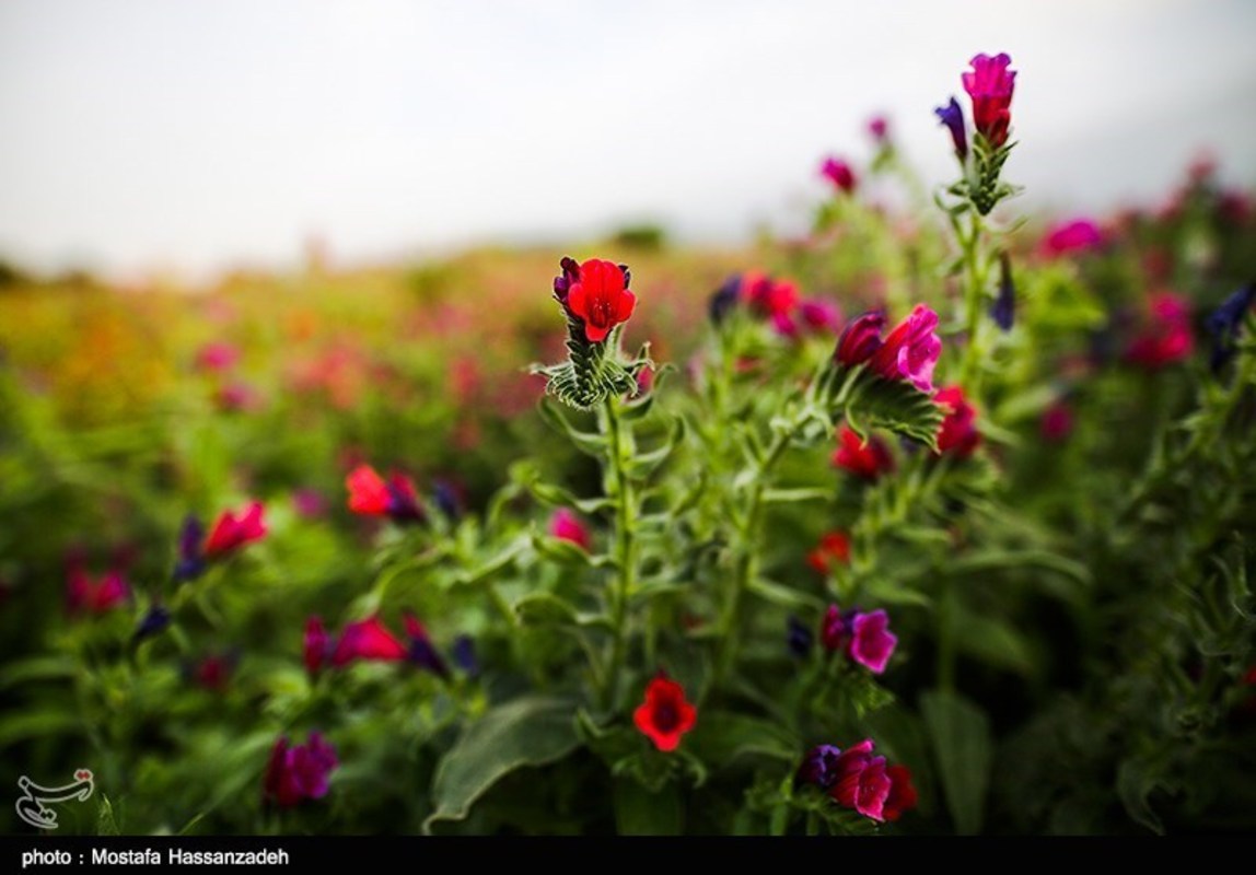 برداشت گل گاوزبان در گرگان