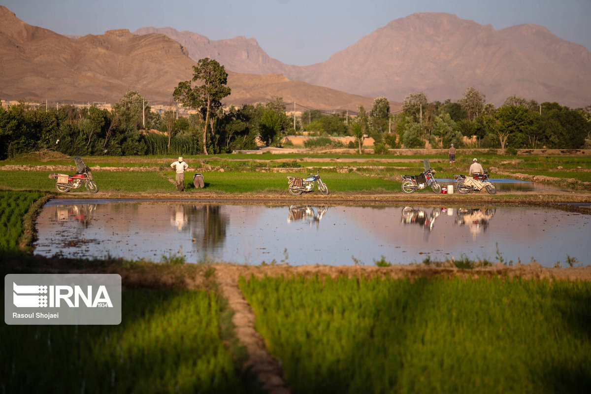 کاشت نشاء برنج در اصفهان