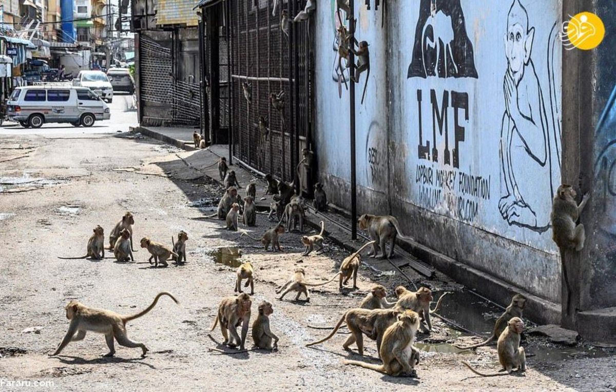 شهری در تسخیر میمون‌ها!