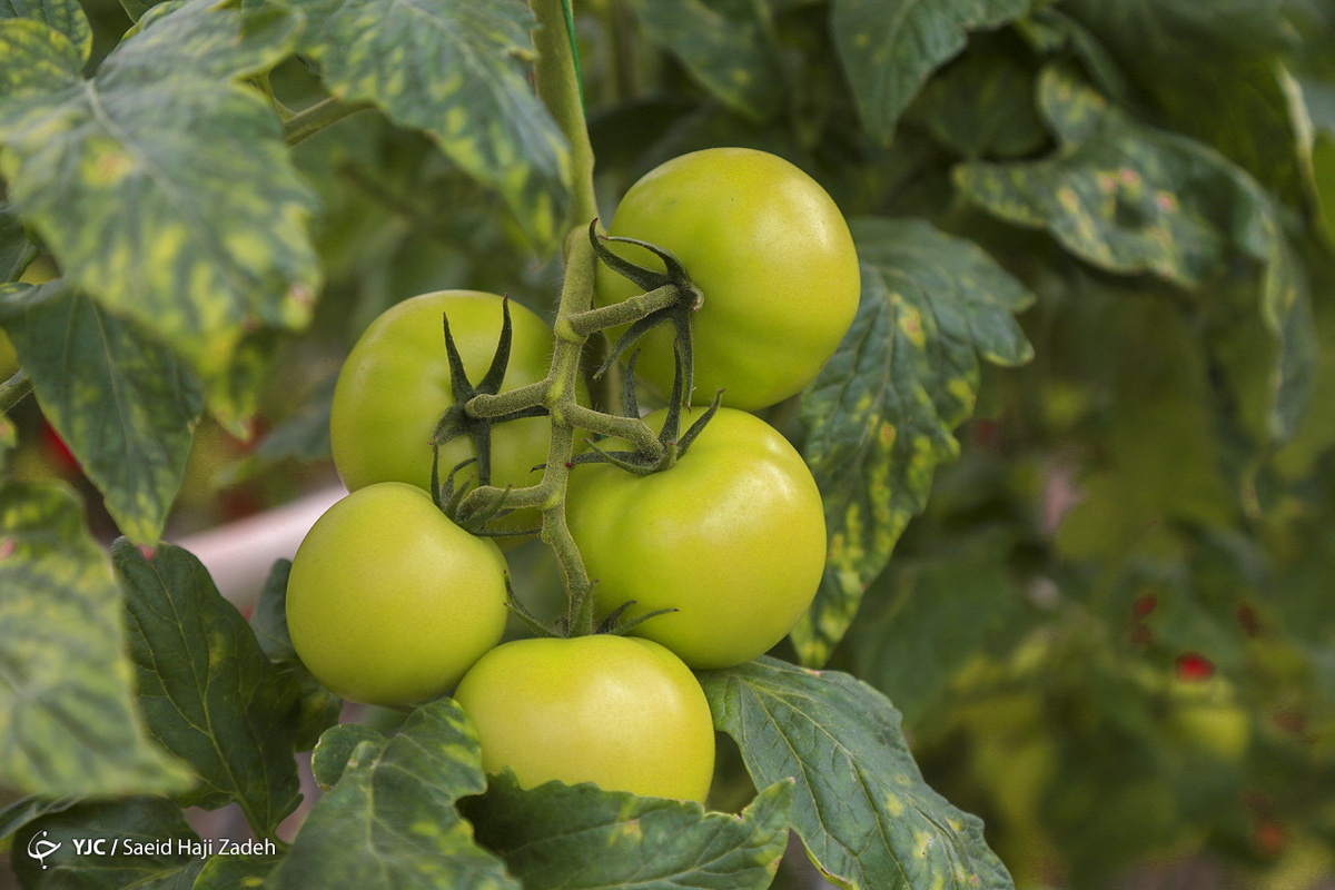 برداشت گوجه فرنگی از گلخانه هیدروپونیک - لرستان