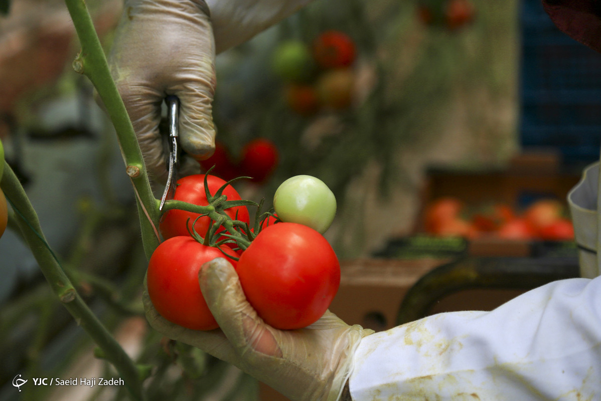 برداشت گوجه فرنگی از گلخانه هیدروپونیک - لرستان