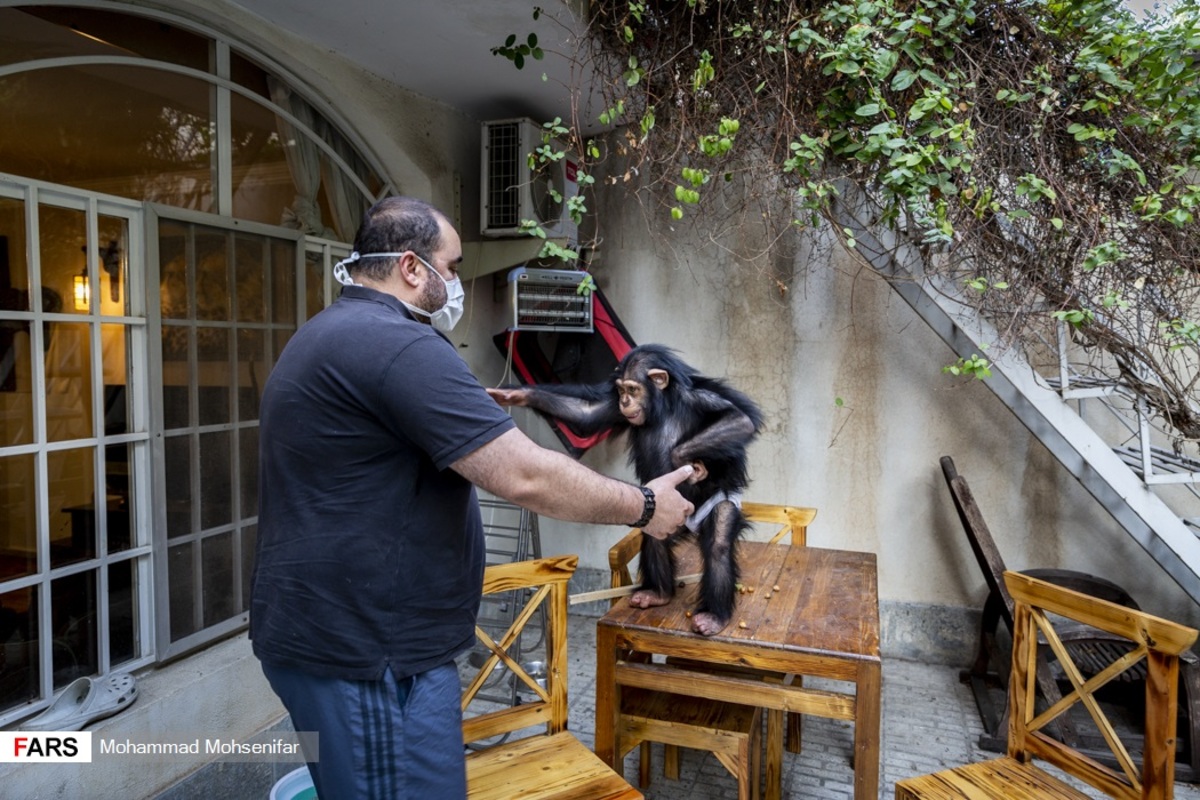 شامپانزه2