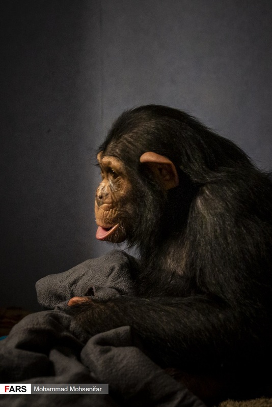 شامپانزه2