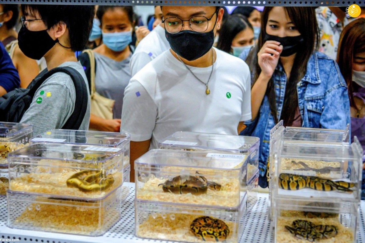 نمایشگاه حیوانات خانگی در بانکوک