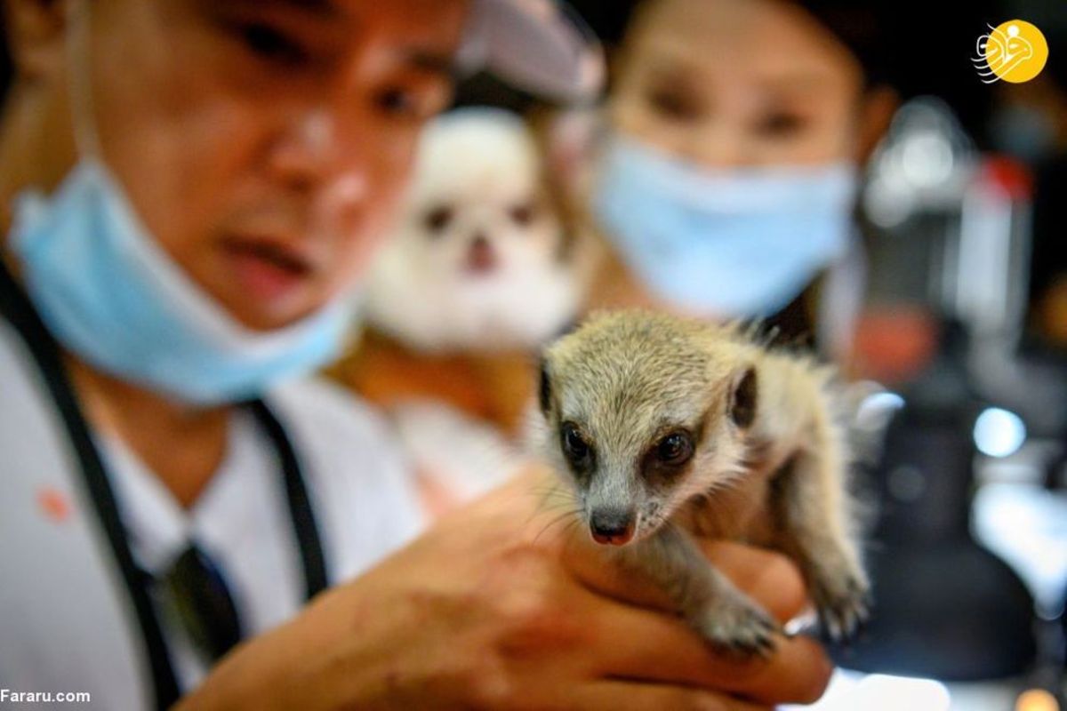 نمایشگاه حیوانات خانگی در بانکوک