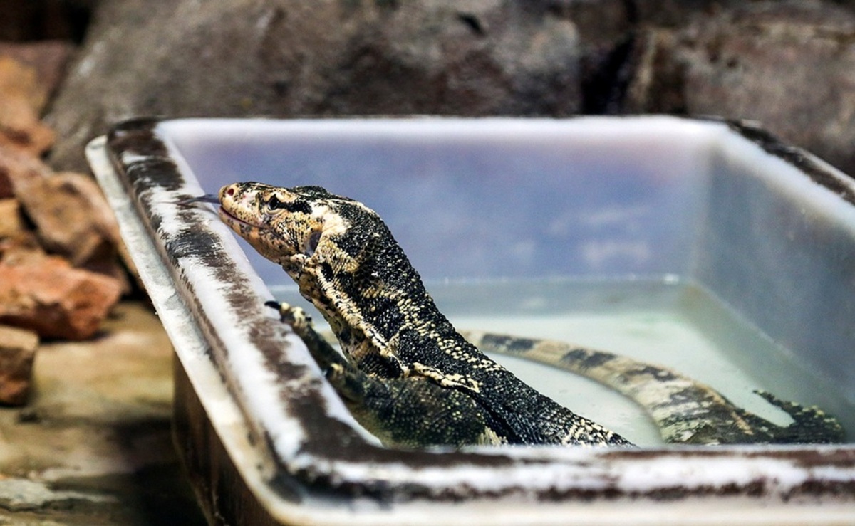 باغ پرندگان