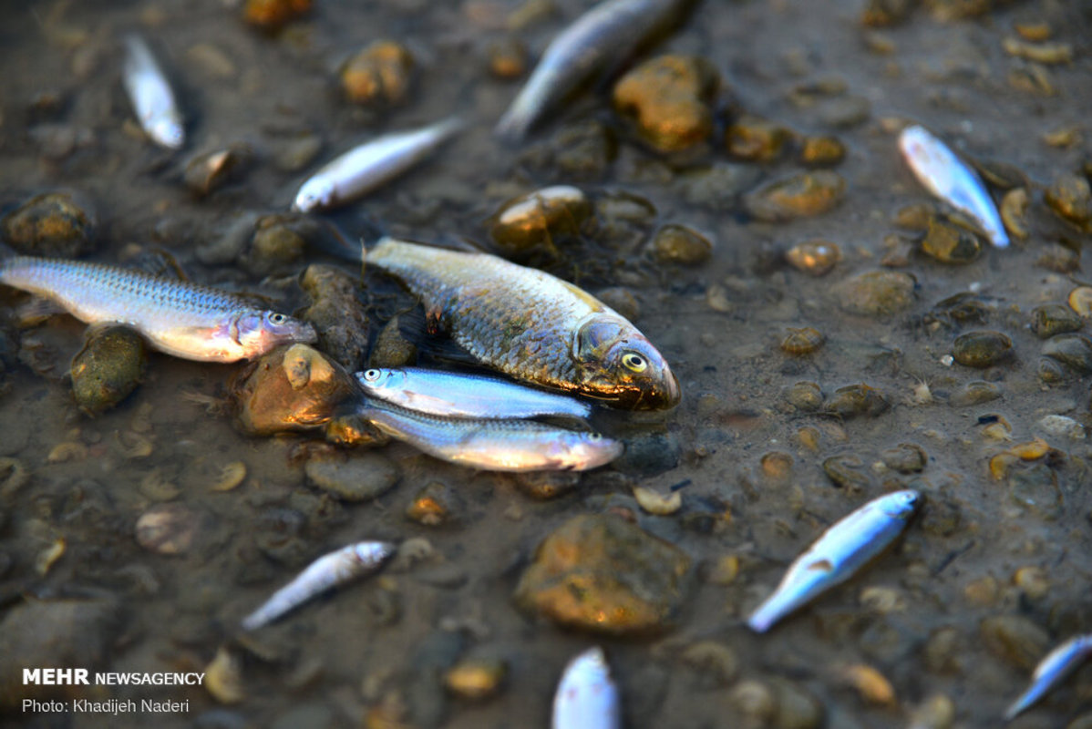 ماهی‌های کف رودخانه زاینده رود