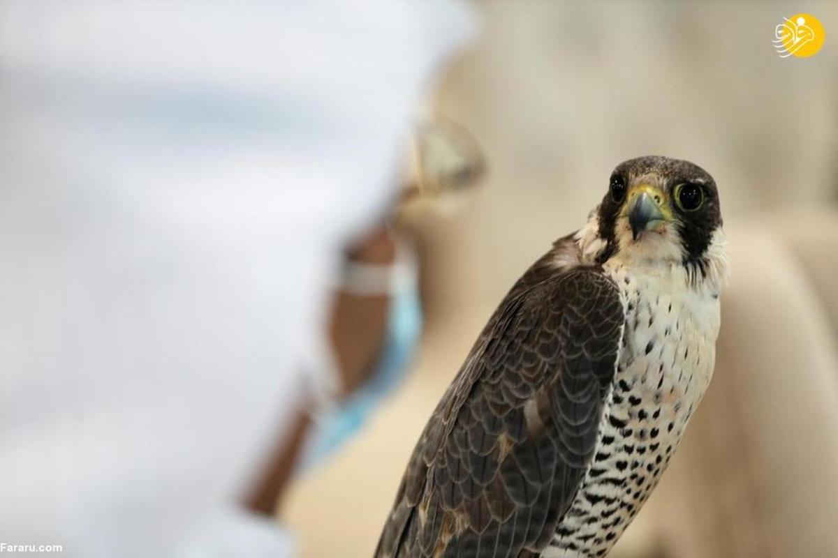 مزایده سریعترین و زیباترین شاهین‌های شکاری در عربستان