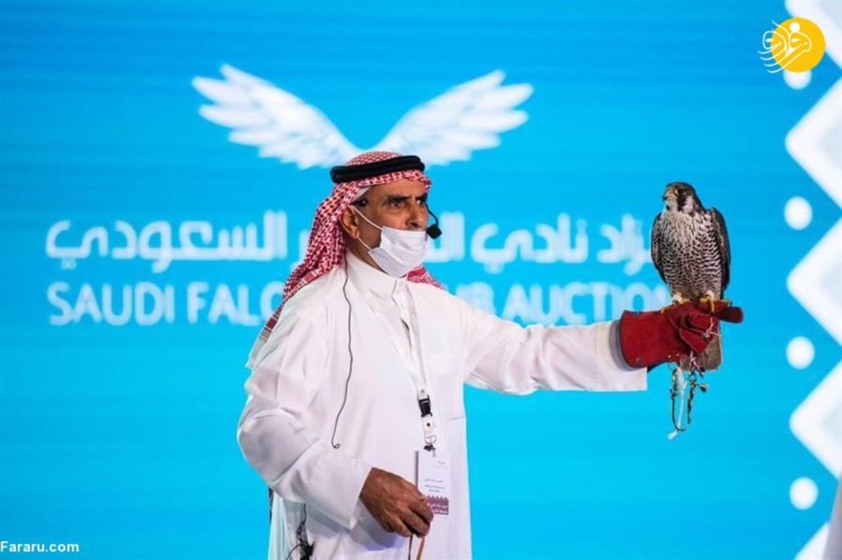 مزایده سریعترین و زیباترین شاهین‌های شکاری در عربستان