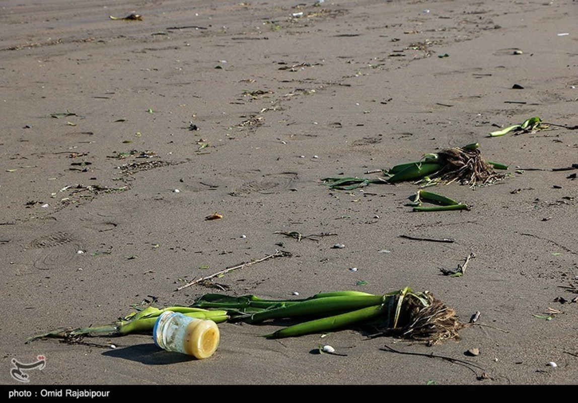 ساحل خزر در محاصره گیاه مهاجم سنبل آبی
