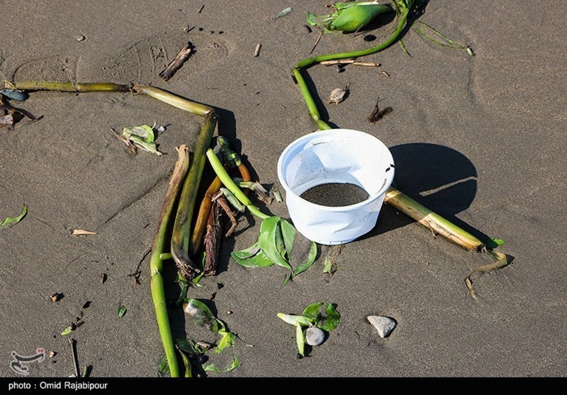 ساحل خزر در محاصره گیاه مهاجم سنبل آبی