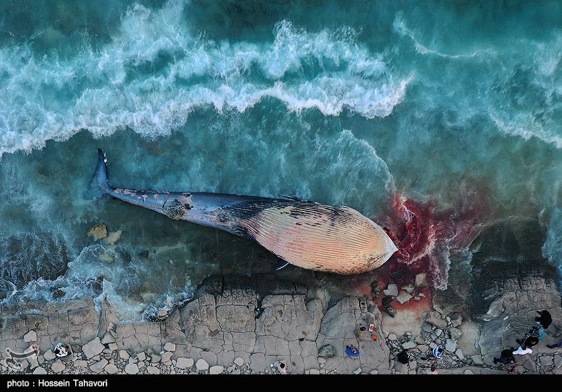 مرگ نهنگ