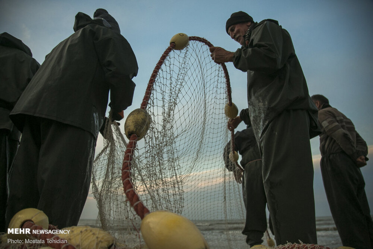 صید پره ماهی در کرانه خزر