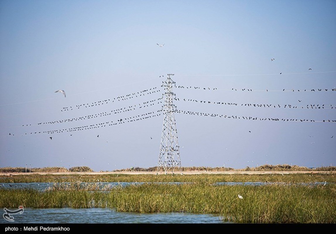 دانه ریزی برای پرندگان مهاجر در هورالعظیم