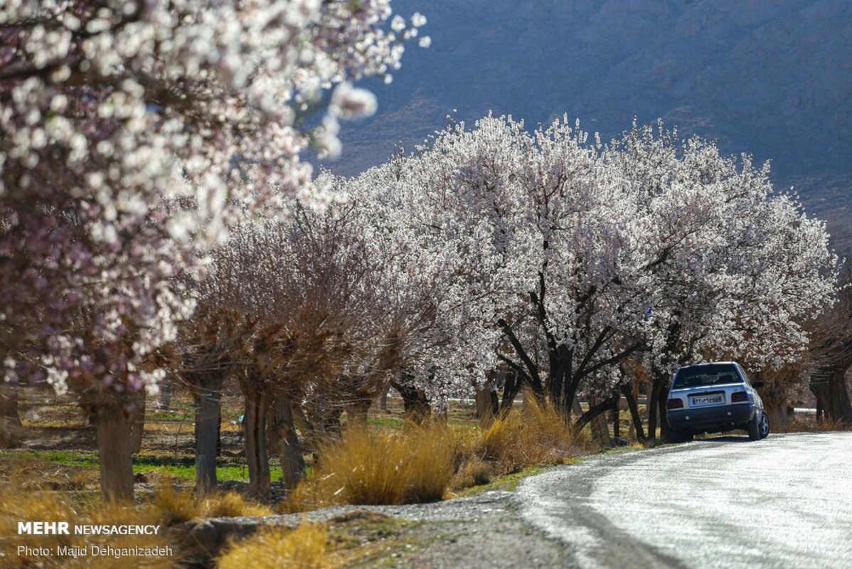 بهار در زمستان