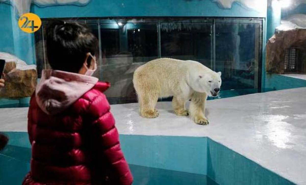 انتقاد به ساخت هتلی با چشم‌انداز خرس‌های قطبی