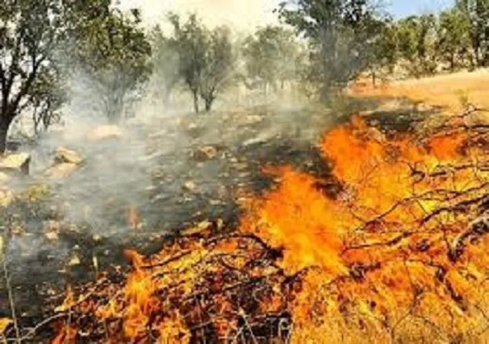 ۳۰۰ هکتار از جنگل‌ها و مراتع گچساران در آتش سوخت