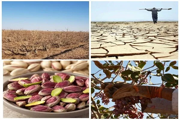 باغ‌های پسته در سکوت خشک می‌شوند