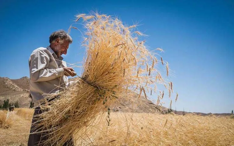 نرخ خرید تضمینی گندم؛ ۷۵۰۰ یا ۹۵۰۰ تومان؟