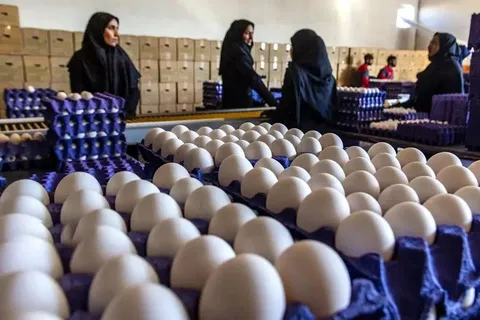 افزایش قیمت تخم مرغ برخلاف روند هرساله