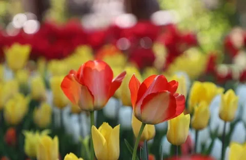 جشنواره گل‌های لاله آسارا - استان البرز