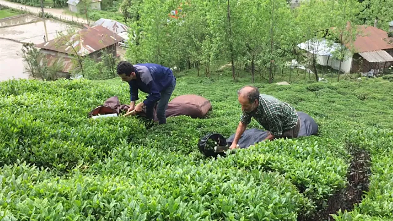 نابودی ۹۰ درصدی مزارع چای مازندران 