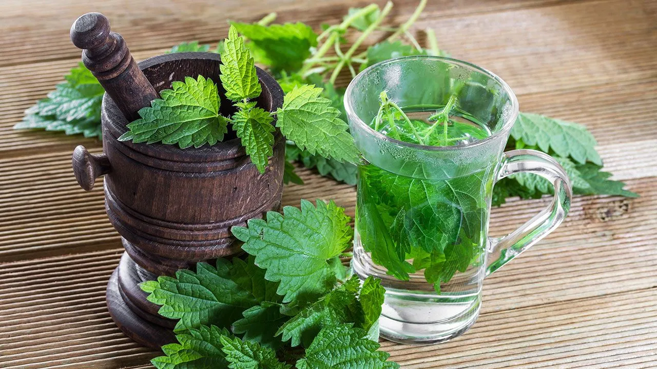 این بیماری‌ها را با مصرف نعنا درمان کنید