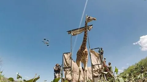 نجات زرافه از میان سیلاب